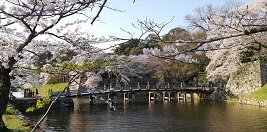 彦根城、満開の桜〜滋賀県